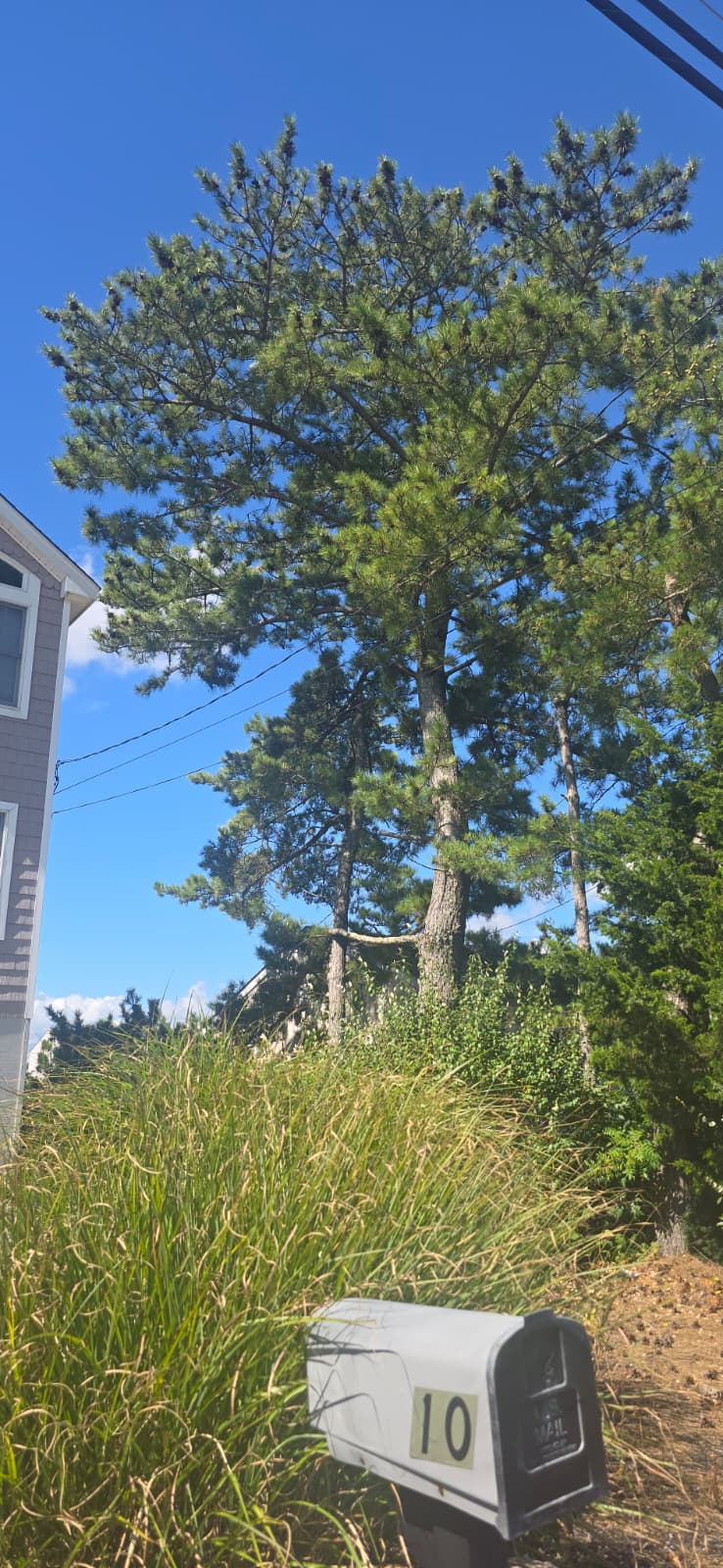 Sandoval Brothers Services LLC